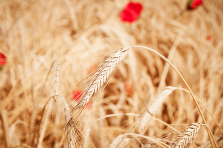 Wheat stem close up on a wheat field background. Harvesting timeの写真素材