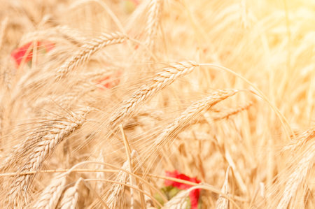 Wheat stems on a wheat field at summer. Harvesting timeの写真素材