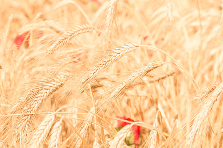 Wheat stems on a wheat field at summer. Harvesting timeの写真素材
