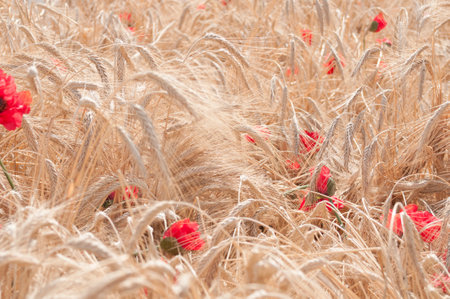 Wheat stems on a wheat field at summer. Harvesting timeの写真素材