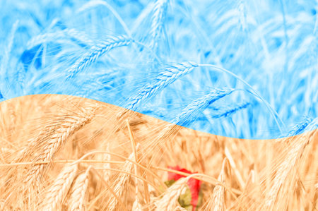 Ukrainian flag on a wheat stems backgroundの写真素材