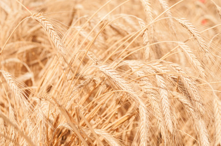 Wheat stems on a wheat field at summer. Harvesting timeの写真素材