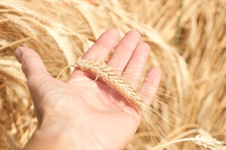 Man`s hand with wheat stem on a wheat field at summer. Harvesting timeの写真素材