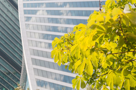 green branch of tree on modern building backgroundの写真素材