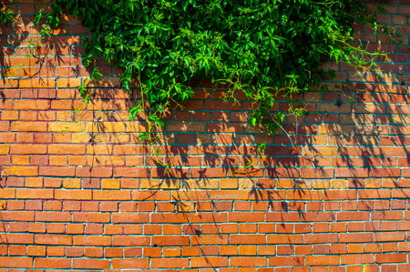 Old brick wall and green plant hanging down on itの写真素材