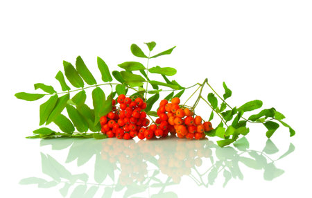 Branch red ashberry close up on white backgroundの写真素材