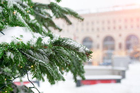 Fir branch covered with snow close up on city landscape backgroundの写真素材