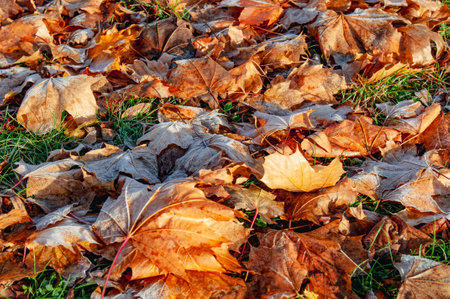 Fallen maple leaves lie on the grassの写真素材