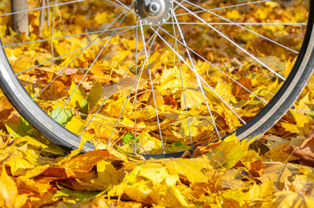 Bicycle wheel close up in autumn leavesの写真素材