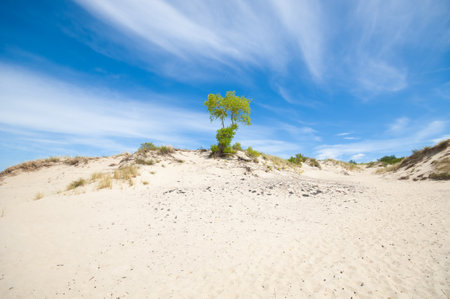Sand dunes landscape with alone tree under cloud blue skyの写真素材
