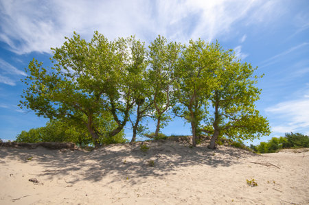Sand dunes landscape with trees against cloud blue skyの写真素材