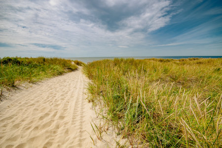 Sandy path through the reeds to the seaの写真素材