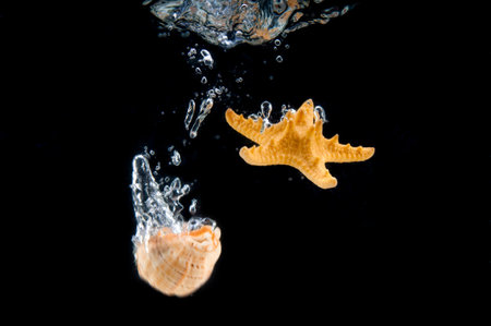 Seashell and sea star fall with a splash into water on black backgroundの写真素材