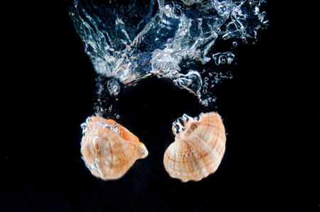 Seashell falls with a splash into water on black background