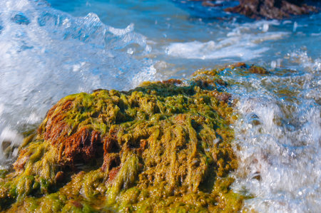 Seaweed and sea waves at a coastline by summer