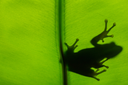 Frog shadow on the green leaf.の写真素材