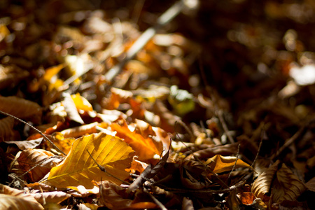 Autumn forest fallen leaves, brown and golden colorsの写真素材