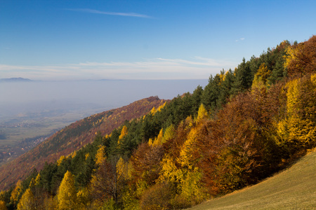 Colorful autumn forest landscape, with mountains in the backgroundの写真素材