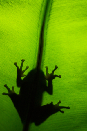 Frog shadow on the green leaf.の写真素材