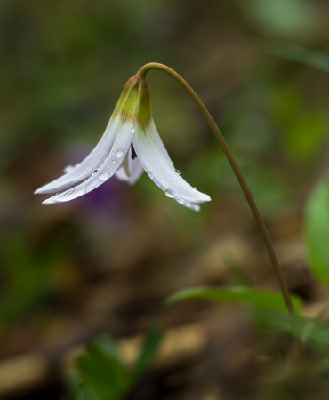 Dew, small forest flower (Erythronium dens-canis)の写真素材