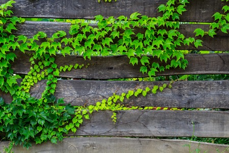 Old worn wooden fence boards, which are covered in a wild grapes. (Parthenocissus tricuspidata)の写真素材
