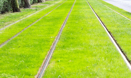 Tram rail with fresh green grass at sunny weather.
