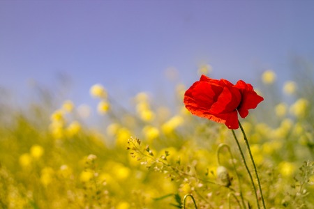 spring flowers on the meadow, poppy.