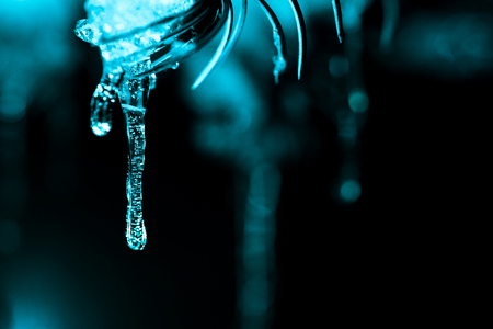 On a snowy pine branch are icicles. Dark and turquoise, winter background.