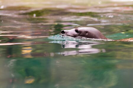 A sea lion floats on the surface of the water, only its head is visible.の写真素材