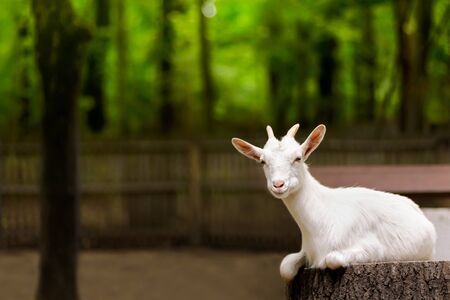 white domestic goat on the farm, green forest backgroundの写真素材