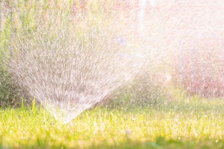 In the garden watered the grass, using a spraying irrigation system.の写真素材