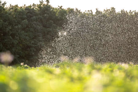 In the garden watered the grass, using a spraying irrigation system.