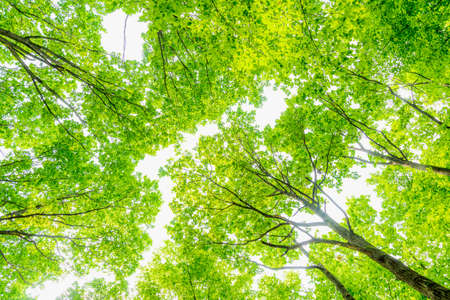 Upward viewpoint inside a deciduous forest, the leaves are lush green.の写真素材