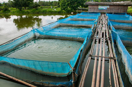 Nile tilapia Fish farms with blue net and bamboo pathwayのeditorial素材