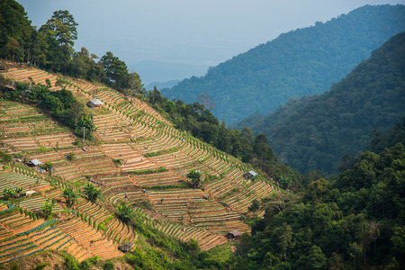 A plantation on a hill with moutain background at Doi Ang Khang , Chiang Mai, Thailand