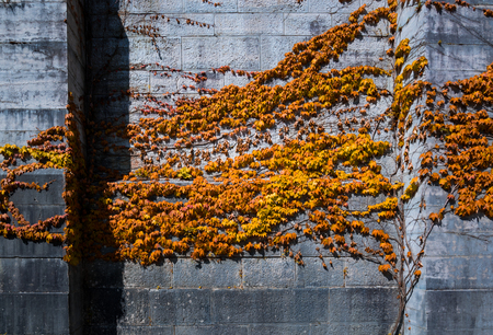 Red maple leaf on Neuschwanstein castle wallの写真素材