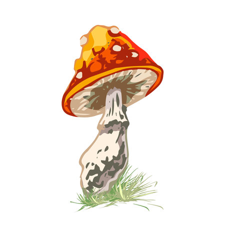 mushrooms, hand drawing, vector isolated colorful illustration, template, print, object