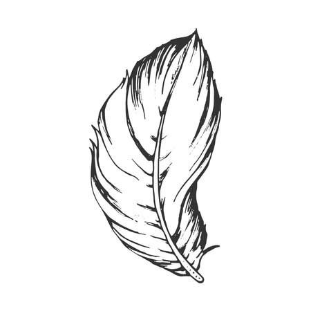 black and white feather of a bird, isolated vector graphics, a template for printing, prints, hand-drawn black outline on a white backgroundのイラスト素材
