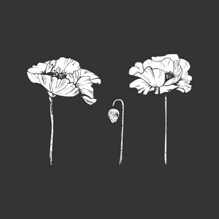 collection of poppies, flower and bud on a dark background, white stencilのイラスト素材