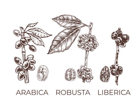 types of coffee varieties, grains and plants, graphic vector illustration with text arabica, robusta, liberica,のイラスト素材