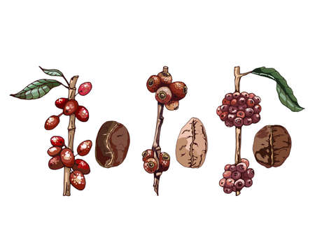 types of coffee varieties, grains and plant, colorful vector illustration with text arabica, robusta, liberica,のイラスト素材