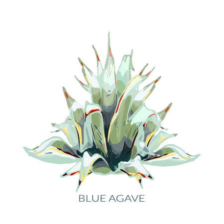 graphic colored blue agave, main ingredient of tequila, sketch, vector illustration isolated on white background, drawing of agave cactus, side view, colorful illustrationのイラスト素材