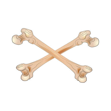 two human bones folded in a crossのイラスト素材