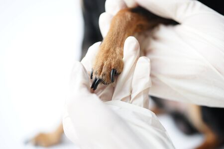 The paw of a dog in the hands of a veterinarian for safe professional trimming of the animals claws by a doctor.Close-up.の写真素材