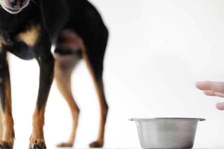 Angry litlle black dog of toy terrier breed protects his food in a metal bowl on a white background.Close-up.の写真素材