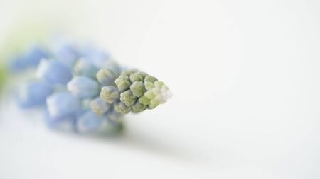 Macro photo of blue Muscari plant on a white background close-up.Beautiful spring mouse hyacinth.の写真素材