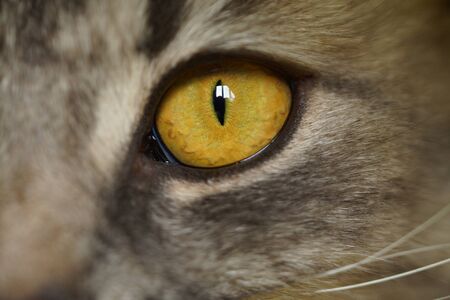 Yellow eyes of a grey fluffy cat on a yellow background close-up,macro photo.の写真素材