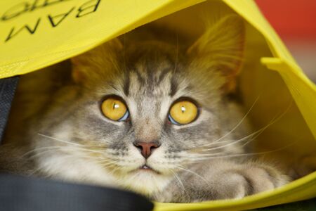 Gray fluffy playful cat with yellow eyes on a yellow background close-up,copy space.の写真素材