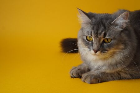 Gray fluffy playful cat with yellow eyes on a yellow background close-up,copy space.の写真素材