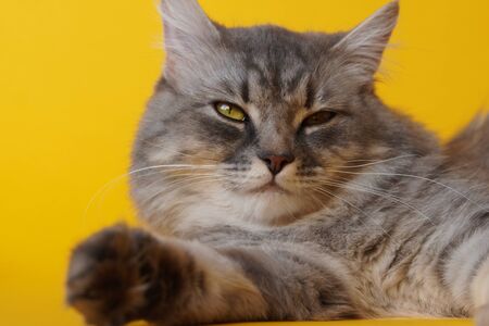 Gray fluffy playful cat with yellow eyes on a yellow background close-up,copy space.の写真素材